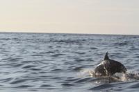 Delphine &ndash; &copy; Nicole Hickmann (Eberhardt TRAVEL)