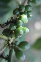 Kaffee &ndash; &copy; Nicole Hickmann (Eberhardt TRAVEL)