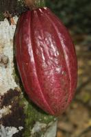 Kakaoplantage Paria &ndash; &copy; Nicole Hickmann (Eberhardt TRAVEL)