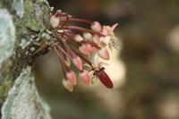 Kakaopflanze &ndash; &copy; Nicole Hickmann (Eberhardt TRAVEL)
