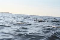 Delphine &ndash; &copy; Nicole Hickmann (Eberhardt TRAVEL)