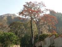 Feuerbaum &ndash; &copy; Sylvia Sann (Eberhardt TRAVEL)