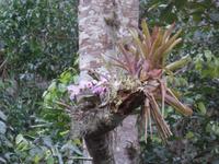 Orchideen &ndash; &copy; Sylvia Sann (Eberhardt TRAVEL)