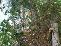 Orinoco-Delta &ndash; &copy; Sylvia Sann (Eberhardt TRAVEL)