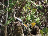 Schlangenhalsvogel &ndash; &copy; Sylvia Sann (Eberhardt TRAVEL)