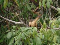 Orinoco-Delta &ndash; &copy; Sylvia Sann (Eberhardt TRAVEL)