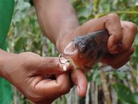 Piranha &ndash; &copy; Sylvia Sann (Eberhardt TRAVEL)
