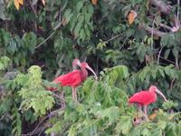 Ibise &ndash; &copy; Sylvia Sann (Eberhardt TRAVEL)