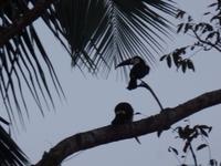 Tukan &ndash; &copy; Sylvia Sann (Eberhardt TRAVEL)