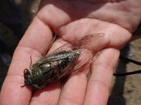Grille &ndash; &copy; Sylvia Sann (Eberhardt TRAVEL)