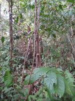 Canaima-Nationalpark &ndash; &copy; Sylvia Sann (Eberhardt TRAVEL)