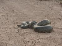 Anaconda &ndash; &copy; Sylvia Sann (Eberhardt TRAVEL)