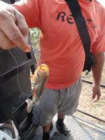 Piranha &ndash; &copy; Sylvia Sann (Eberhardt TRAVEL)