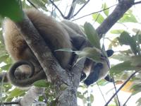 Ameisenbär &ndash; &copy; Sylvia Sann (Eberhardt TRAVEL)
