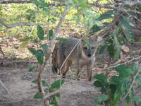 schüchterner Fuchs &ndash; &copy; Sylvia Sann (Eberhardt TRAVEL)