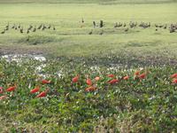 Ibise &ndash; &copy; Sylvia Sann (Eberhardt TRAVEL)