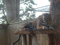 Jaguar &ndash; &copy; Sylvia Sann (Eberhardt TRAVEL)