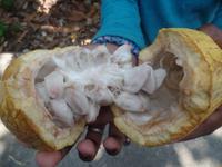 Kakao-Frucht &ndash; &copy; Sylvia Sann (Eberhardt TRAVEL)