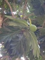 Mango &ndash; &copy; Sylvia Sann (Eberhardt TRAVEL)