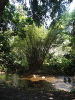 Kakao-Plantage &ndash; &copy; Sylvia Sann (Eberhardt TRAVEL)
