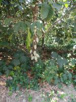 Kakao-Plantage &ndash; &copy; Sylvia Sann (Eberhardt TRAVEL)