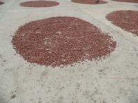 Kakao-Plantage &ndash; &copy; Sylvia Sann (Eberhardt TRAVEL)