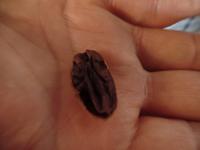 Kakao-Plantage &ndash; &copy; Sylvia Sann (Eberhardt TRAVEL)