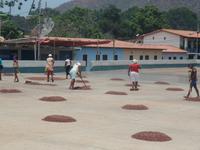 Kakao-Plantage &ndash; &copy; Sylvia Sann (Eberhardt TRAVEL)