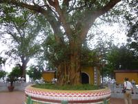 Tran Quoc Pagode