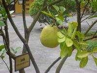 Pomelo &ndash; &copy; Vicky Kern (Eberhardt TRAVEL)