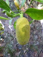 Yak Frucht &ndash; &copy; Vicky Kern (Eberhardt TRAVEL)
