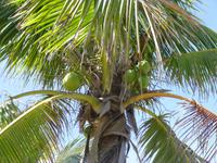 Kokosnüsse &ndash; &copy; Vicky Kern (Eberhardt TRAVEL)