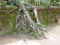Dschungeltempel &ndash; &copy; Vicky Kern (Eberhardt TRAVEL)
