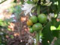 Kaffeestrauch &ndash; &copy; Ralf Kuchenbecker (Eberhardt TRAVEL)