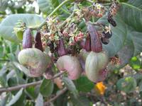 Cashewnussbaum &ndash; &copy; Ralf Kuchenbecker (Eberhardt TRAVEL)