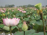 Lotusplantage &ndash; &copy; Ralf Kuchenbecker (Eberhardt TRAVEL)