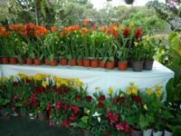 Blumenpark Da Lat (10) &ndash; &copy; Daniela Paulan (Eberhardt TRAVEL)