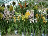 Blumenpark Da Lat (17) &ndash; &copy; Daniela Paulan (Eberhardt TRAVEL)