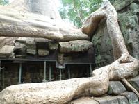 Dschungeltempel Ta Prom (3) &ndash; &copy; Daniela Paulan (Eberhardt TRAVEL)