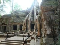Dschungeltempel Ta Prom (7) &ndash; &copy; Daniela Paulan (Eberhardt TRAVEL)