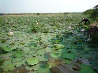 Lotus Plantage (1) &ndash; &copy; Daniela Paulan (Eberhardt TRAVEL)
