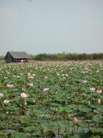 Lotus Plantage (2) &ndash; &copy; Daniela Paulan (Eberhardt TRAVEL)