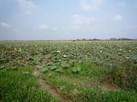 Lotus Plantage &ndash; &copy; Daniela Paulan (Eberhardt TRAVEL)