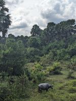 459. Ta Prohm Tempel &ndash; &copy; Teresa Rumpel (Eberhardt TRAVEL)