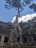 462. Ta Prohm Tempel &ndash; &copy; Teresa Rumpel (Eberhardt TRAVEL)