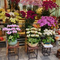 Orchideen - Dekorationen &ndash; &copy; Petra Hady (Eberhardt TRAVEL)
