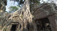 Dschungel Tempel, Ta Prohm &ndash; &copy; Jürgen Müller (Eberhardt TRAVEL)