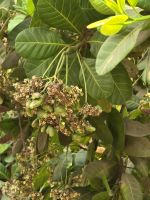 Cashew Nüsse &ndash; &copy; Jürgen Müller (Eberhardt TRAVEL)