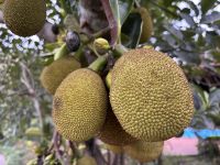 Durian Frucht &ndash; &copy; Sabine Reckord (Eberhardt TRAVEL)