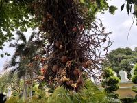 Kanonenkugelbaum &ndash; &copy; Sabine Reckord (Eberhardt TRAVEL)